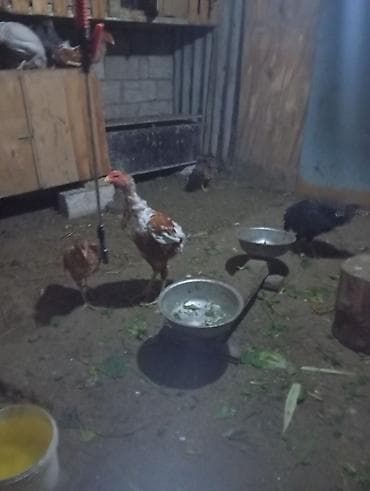 Çox qəşəng xoruzdur