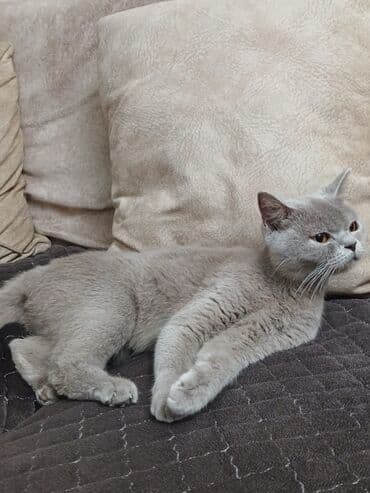 Собаки: Британская, Самка, В добрые руки, Платная доставка — 1