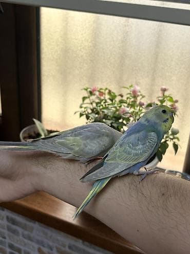 popugay: 2 ədəd 1 ay yarımlıq gözəl rəngli RAİNBOW tutuquşu. Ələ öyrətməyin tam — 5