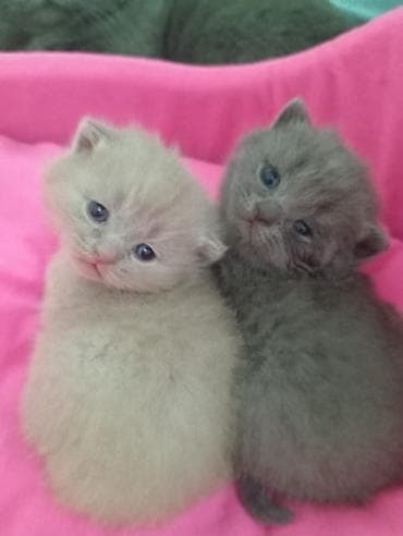 ucuz pişik: Britan — 1