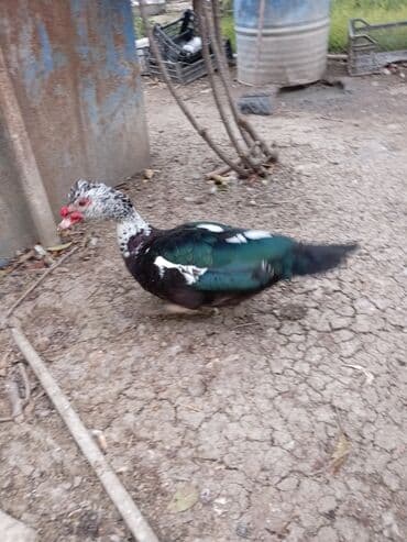 Gəmiricilər: Ördəklər — 6