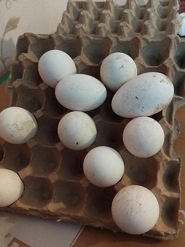 Mürəbbələr: Qaz yumurtasi. linda kuban rus sortlari.5-6 gun icersinde — 1