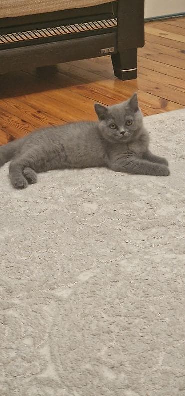 Pişiklər: Britan, Erkək, Yaxşı əllərə, Ünvandan götürmə, Ödənişli çatdırılma — 2