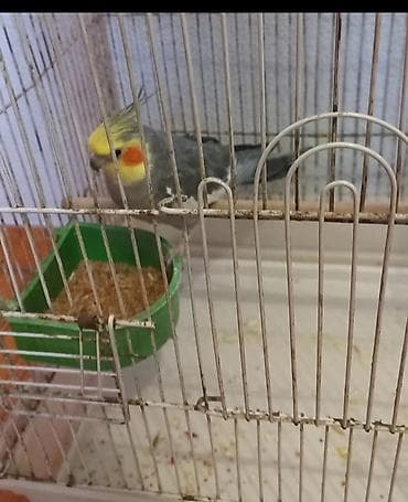 Nimfa (Cockatiel) tutuquşu və qəfəsi - Növ: nimfa tutuquşu (xüsusi