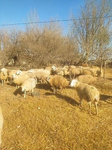 at sekilleri: Mal-qara: Qoyun sürüsü - Şəkillərdə müxtəlif rəng və tiplərdə — 2