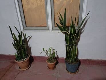 jasmin gülü: Həyətdə sevgi və qayğı ilə yetişdirilmiş müxtəlif dipçək gülləri — 3