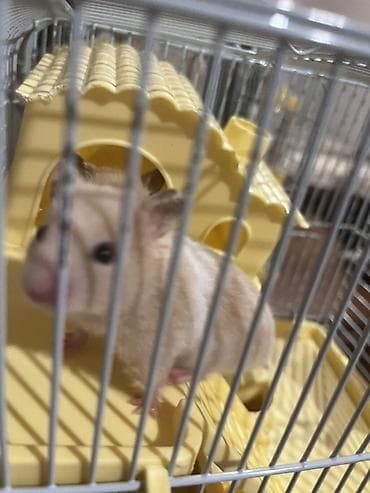 lal ordek balasi: Hamster və qəfəs dəsti Məhsul təsviri: İki ədəs- Kiçik ölçülü suriya — 2