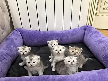 pişim: Şinşilla, Erkək, Dişi, Ünvandan götürmə, Pulsuz çatdırılma, Ödənişli çatdırılma — 6