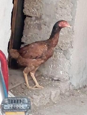 itler ucun bit dermani: Toyuq cücələri, Ətlik — 5