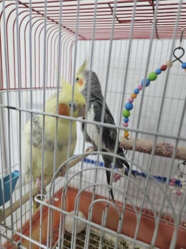 tutu guşu: 2 ədəd Korella tutuquşuları satılır. biri disi (Luna) biri erkekdi — 4