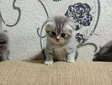 simental inekler satilir: Şotland, Erkək — 1