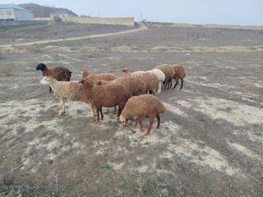 qurban bayrami sekiller: Məhsul: Qoyun sürüsü Təsvir: 11 quzudu kom alana endirim olacaq cuzi — 2