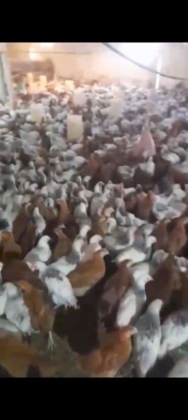 клетки для бойцовых петухов: Куриные цыплята, Для мяса — 8