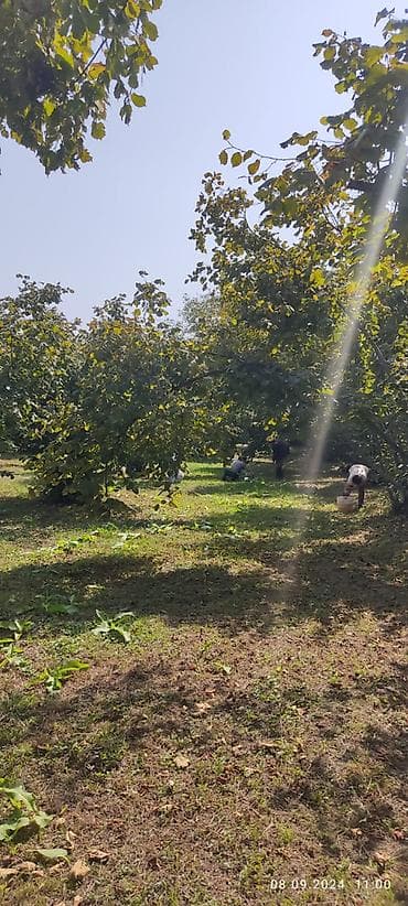 lenkeranda torpaq satilir: 80 sot, Kupça (Çıxarış) — 6