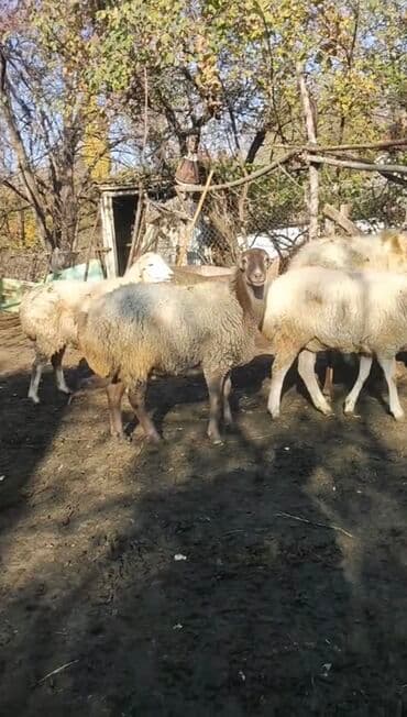 померанский шпиц цена баку: Qoyunlar kom satılır 70 başdı hamısı yelini qoyunları cavan — 2