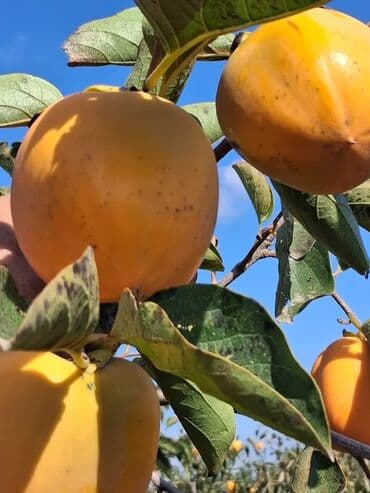 Məhsul: Xurma (Şiş burun) tingləri Təsvir: - Sort: Şiş burun xurma -