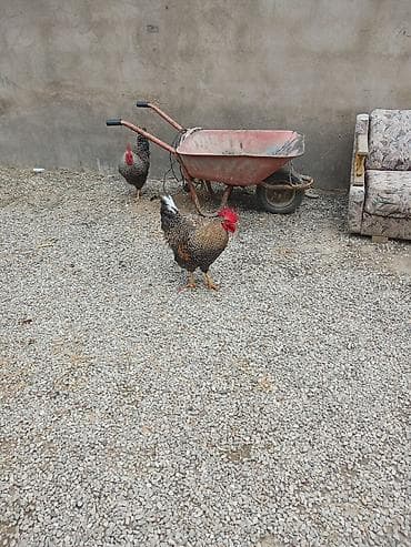 cex qus: 8 aylığ Xorkov xoruzları Təsvir: - Güclü bədən quruluşlu, qırmızı — 5