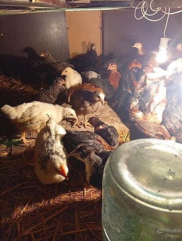 saman baki: Toyuq cücələri, Ətlik — 6