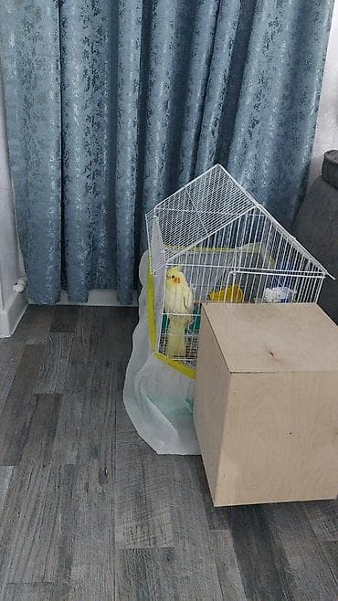 Lutino.Korella.Hazır cut tam sağlam bala vaxtından saxlayıram.Erkek el — 1