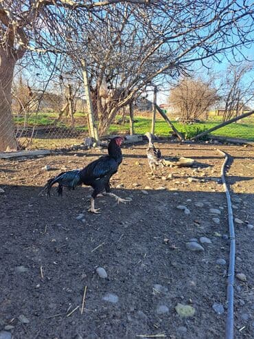 Heyratı xoruz və toyuqu göz qabağındadılar iksi bir 120-manat