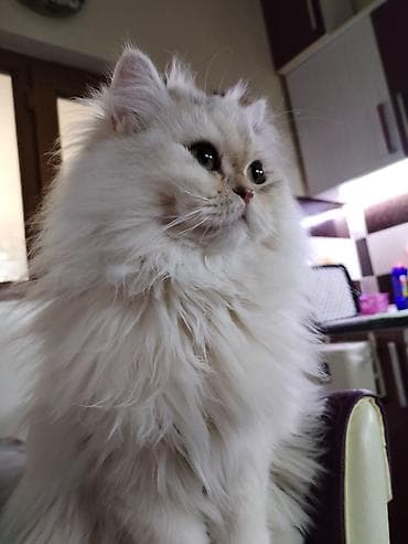 coban iti satilir: Şinşilla, Dişi, Yaxşı əllərə — 5