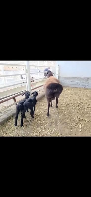 qusarda inek satilir: Qoyun və 2 quzu – ana ilə birlikdə - Cins: ehtimalən yerli — 1