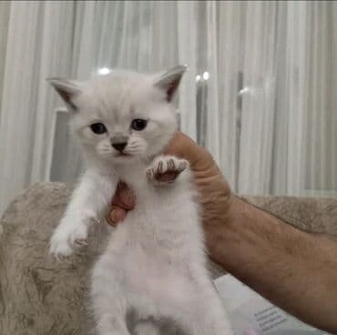 setter it cinsinin digər adı: 50 ile 250 arasi cins saf qan pisiklerimiz var( Silver sinsila temiz — 29