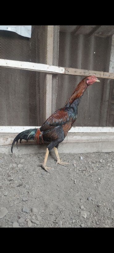 Profilde 3 becenin sekli var ayri ayriliqda. 3de bie birinden yaxsi lalafo.az -da Profilde 3 becenin sekli var ayri ayriliqda. 3de bie birinden yaxsi