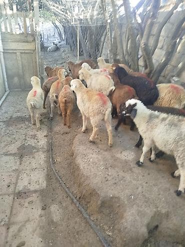 ev itleri balaca: Quzu sürüsü satılır - Növ: yerli qarışıqlı ətlik quzular - Təxmini — 2