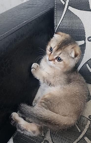 sotland pişik: Qızıl şinşilla, Dişi, Yaxşı əllərə, Ünvandan götürmə — 2