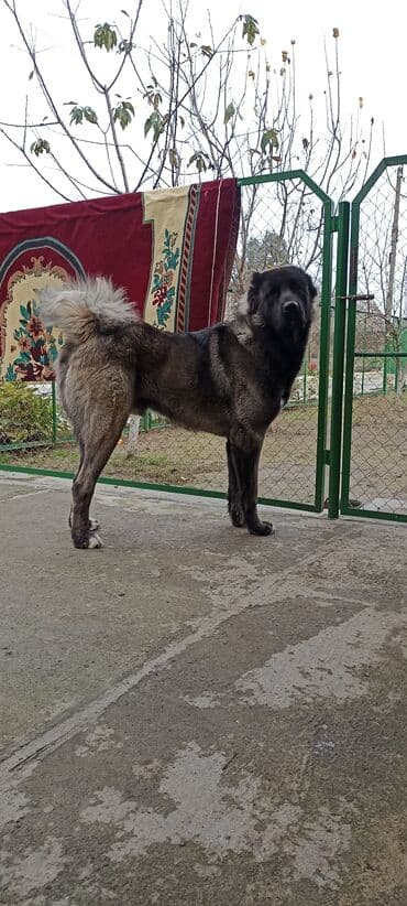 где можно купить собаку мальтипу: Кавказская овчарка, Самец — 2