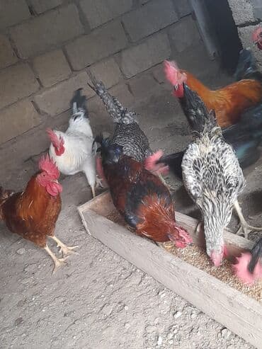 qurbanliq qoyun qiymetleri: Xüsusiyyətlər: Rəngli xoruzlar satılır saglamdır, unvan Fatmayı kındi — 3