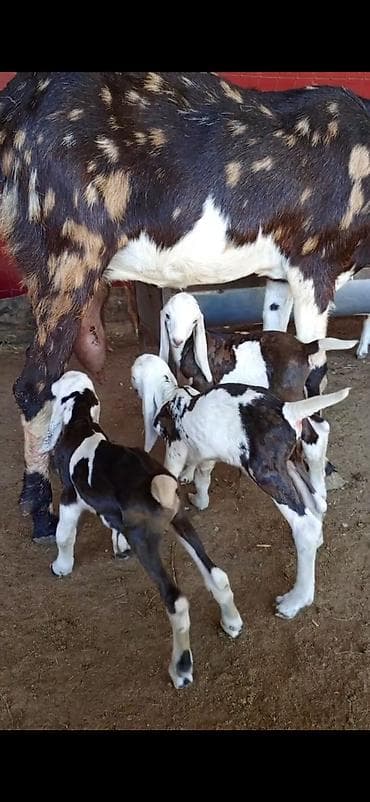 seki heyvan: Nümunəvi süd və çoxbalalılıq potensialı olan keçi və bala dəsti - — 2