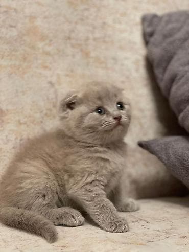 pisik cutlesme: Şotland — 1