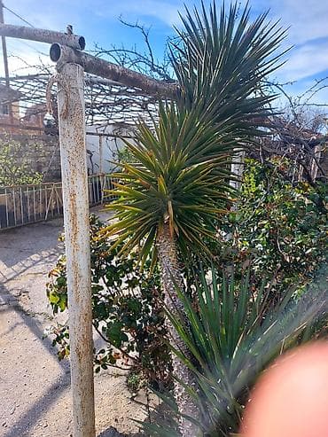 meyve agaci: Yucca ağacı palma kaktus – landşaft üçün dekorativ tropik bitki Unvan — 1