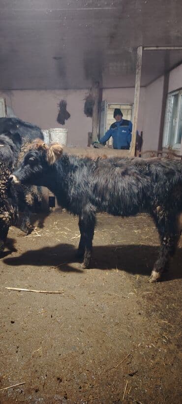 домики для кошек баку: Super dana — 3