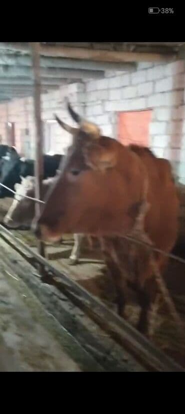 Коровы, быки: Самка, лет: 2, Для мяса — 7