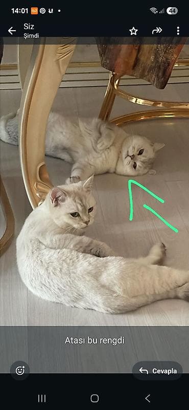 munchkin pişik qiymeti: Şinşilla, Dişi, Yaxşı əllərə, Ünvandan götürmə, Ödənişli çatdırılma — 9