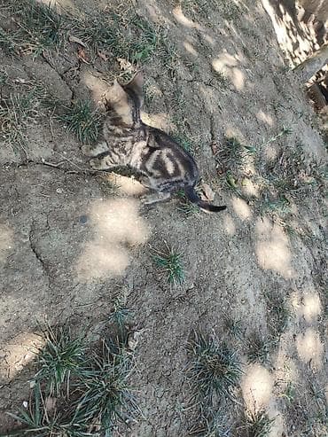ag pisik: Benqal, Yaxşı əllərə — 6