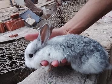 ayam cemani yumurta: Karlıq balaları Ev dovşanı balaları – boz-ağ xallı - Növ: Ev dovşanı — 1