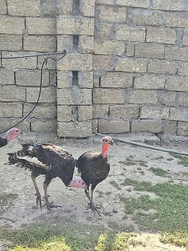 hind guşu: Salamaleykum qiymet iki gün ücün, keçərlidir.tek satilmir. iki dənə — 5