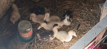 xaski sekilleri: Muscovy (ləl) ördəkləri və balaları 20günlük - Cins: Muscovy/ləl — 3