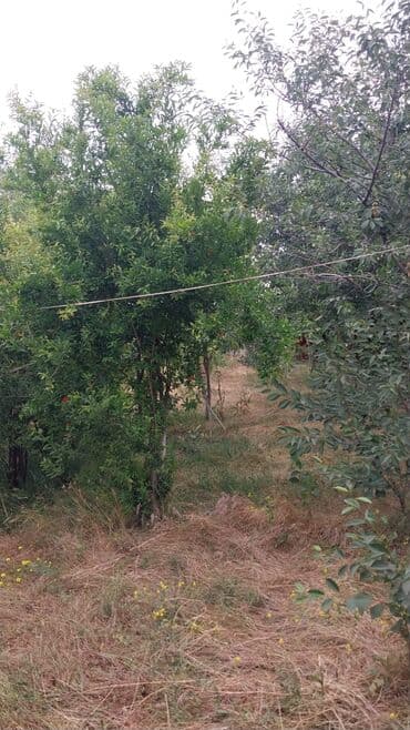 mərdəkanda torpaq satılır: 8 sot, Kupça (Çıxarış) — 7