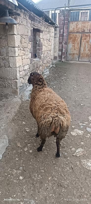 ucuz dana: Erkək, il: 1, 60 kq, Damazlıq, Ünvandan götürmə — 6