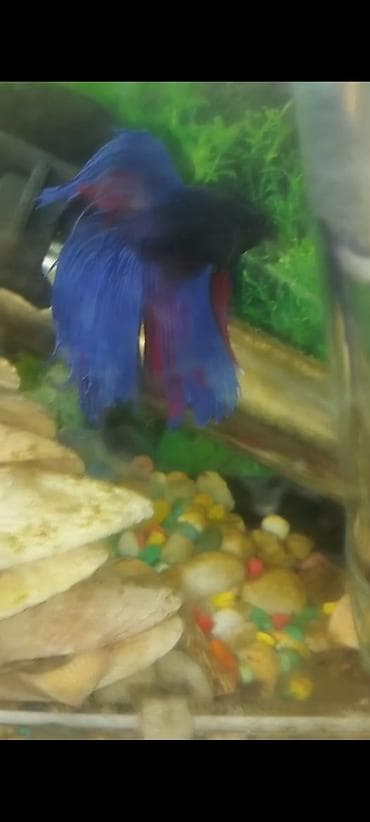 heyvan qaz: Betta (Petuşok balığı), Sülhsevər — 2