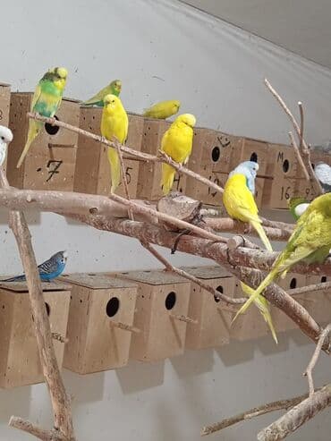 Akvariumlar: Vistavka şou quşları satılır 🦜 Qiymət: 60 AZN (1 ədəd) Mövcud say: 30 — 6