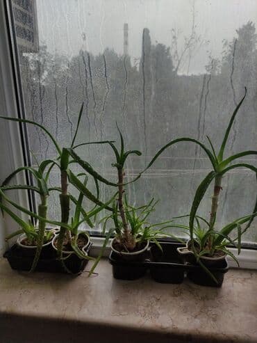 Aloe vera (sukulent) – pəncərəüstü üçün dekorativ və faydalı bitkilər