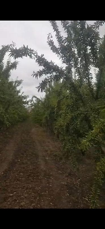 quru çay: Məhsul: Badam bağından təzə yığılmış badam (qabıqlı) Təsvir: - — 7