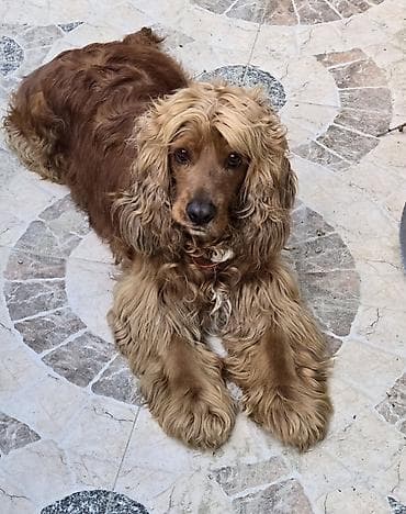 Gəmiricilər: Koker spaniyel — 1