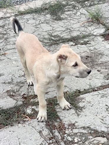 тибетский мастиф цена в баку: 3 ay, Dişi — 3